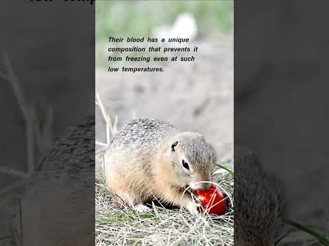 Arctic Ground Squirrels: Surviving the Deep Freeze
