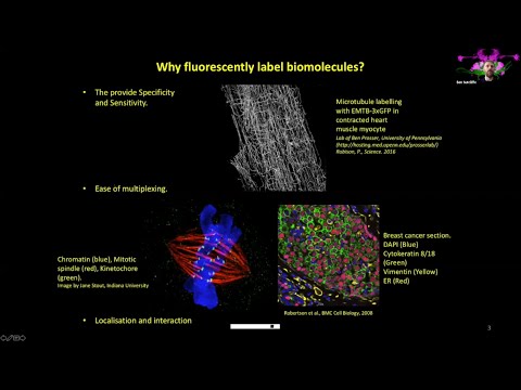 Fluorescent Labelling, FRET &amp; Light Sheet Microscopy – Ben Sutcliffe